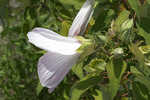 Swamp rosemallow